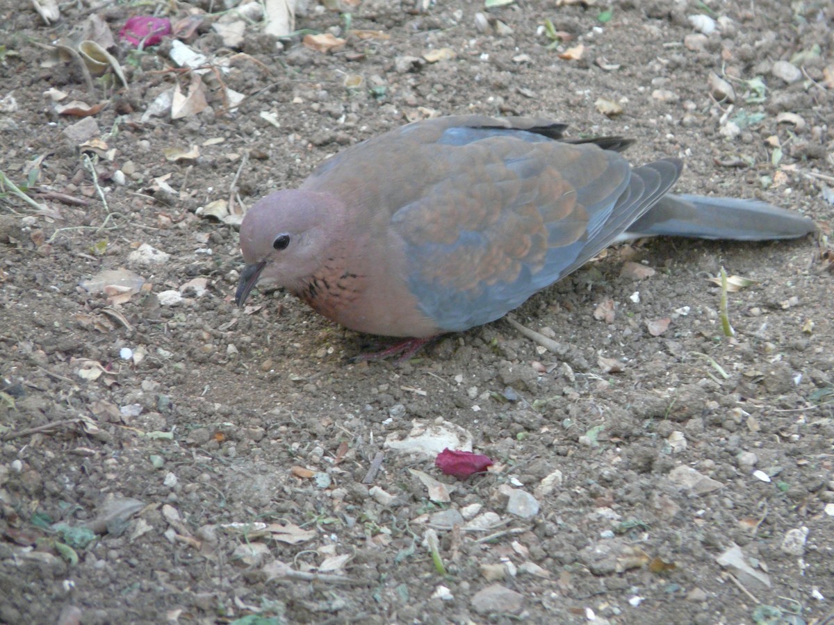 Laughing Dove - ML546533261