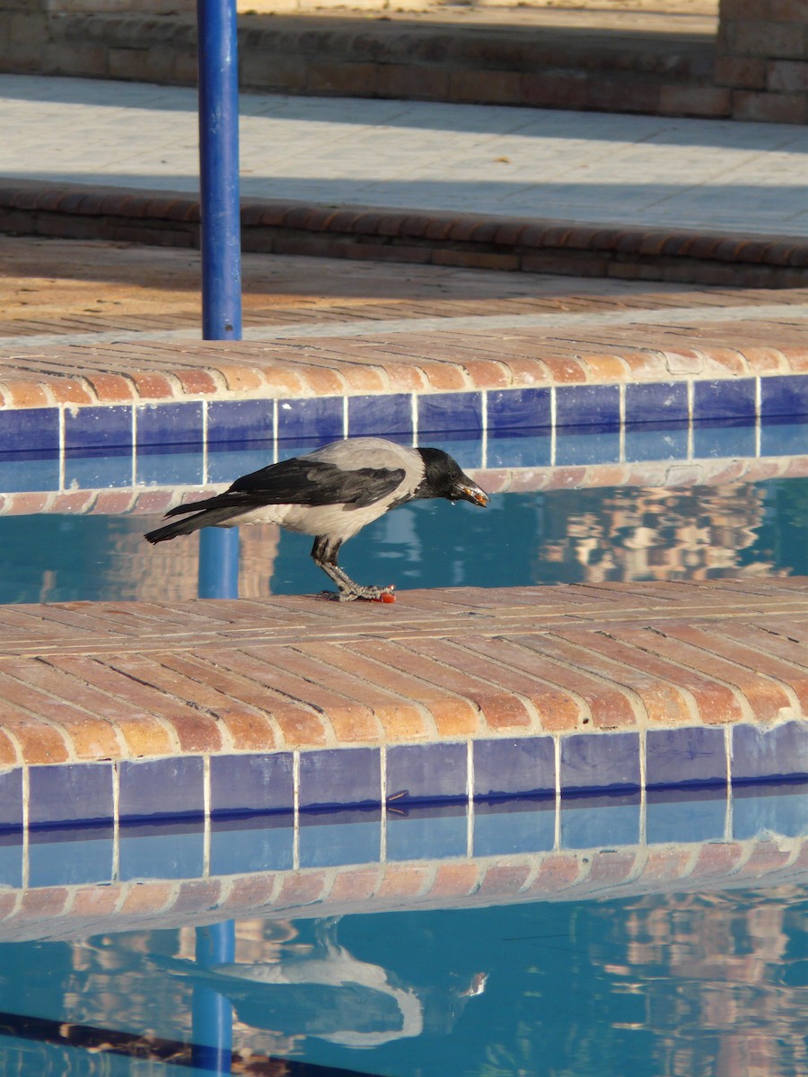 Hooded Crow - ML546533271