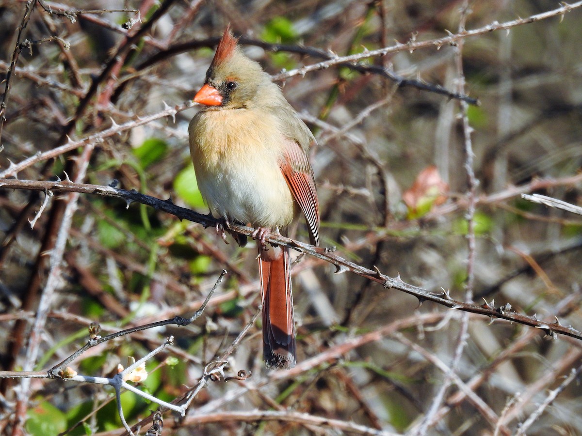 Northern Cardinal - ML546533681