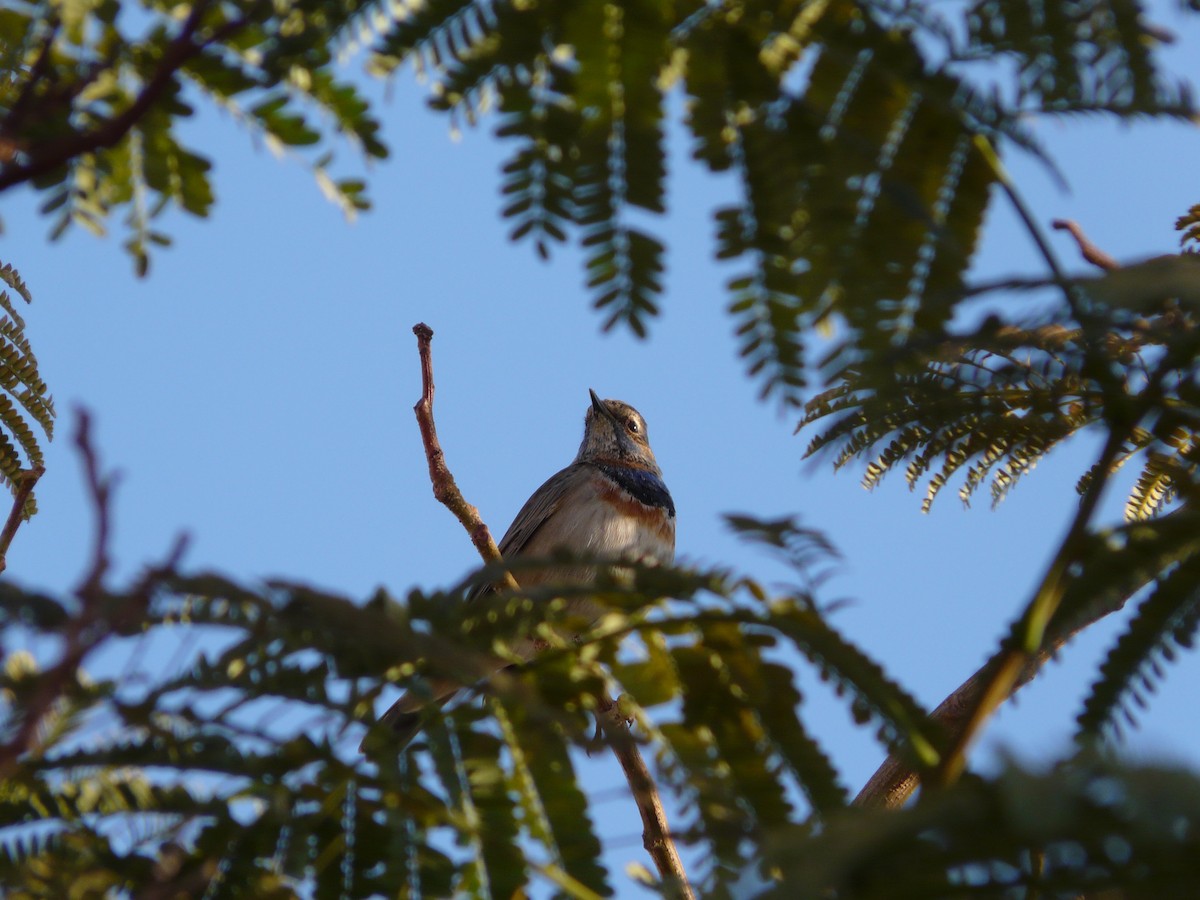 Bluethroat - ML546533701