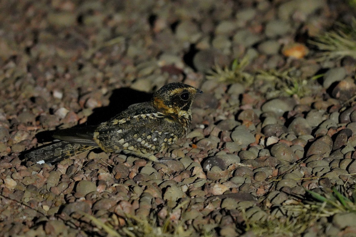 Spot-tailed Nightjar - Luis Carlos García Mejía