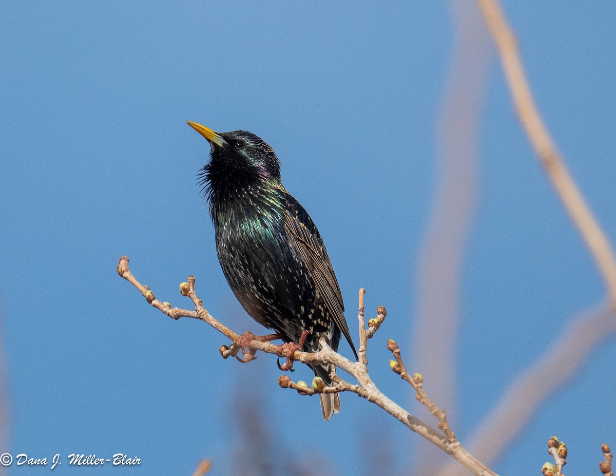 European Starling - ML546534101