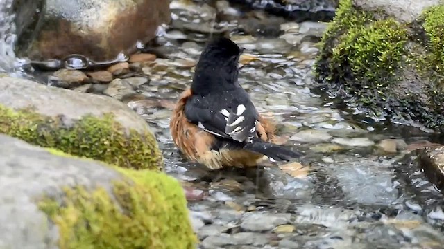 Eastern Towhee - ML546534401