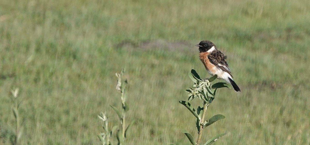 African Stonechat - ML546535121