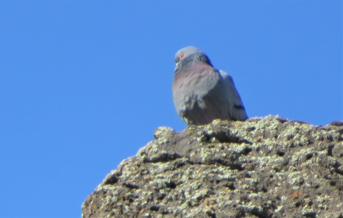 Rock Pigeon (Feral Pigeon) - ML546539381