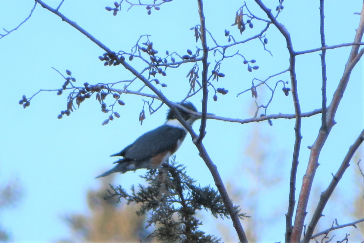 Belted Kingfisher - ML546539501