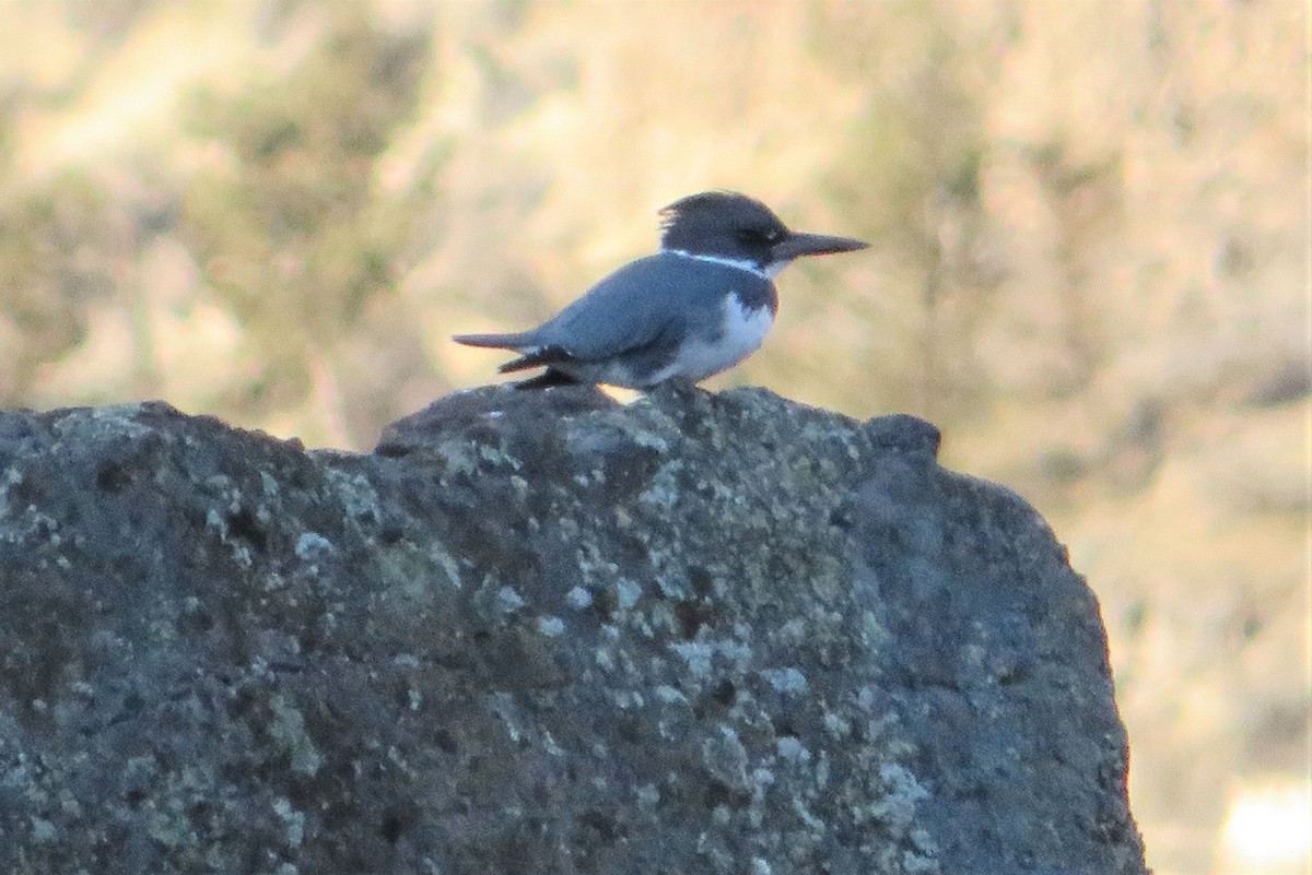 Belted Kingfisher - ML546539511