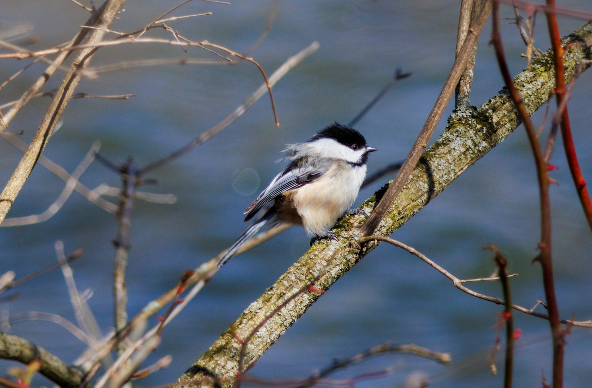 Black-capped Chickadee - ML546539591