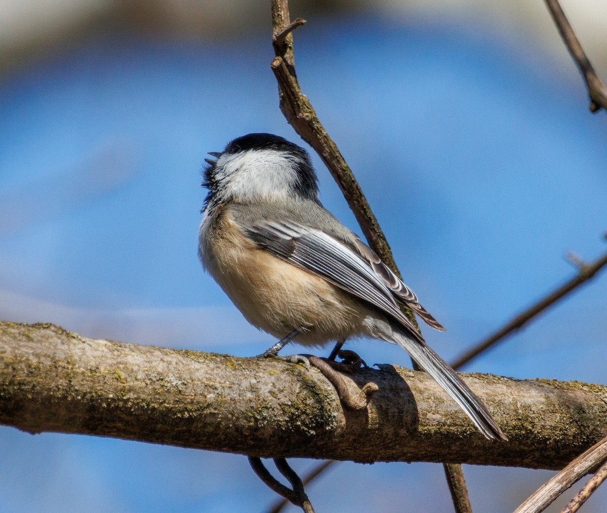 Black-capped Chickadee - ML546539641