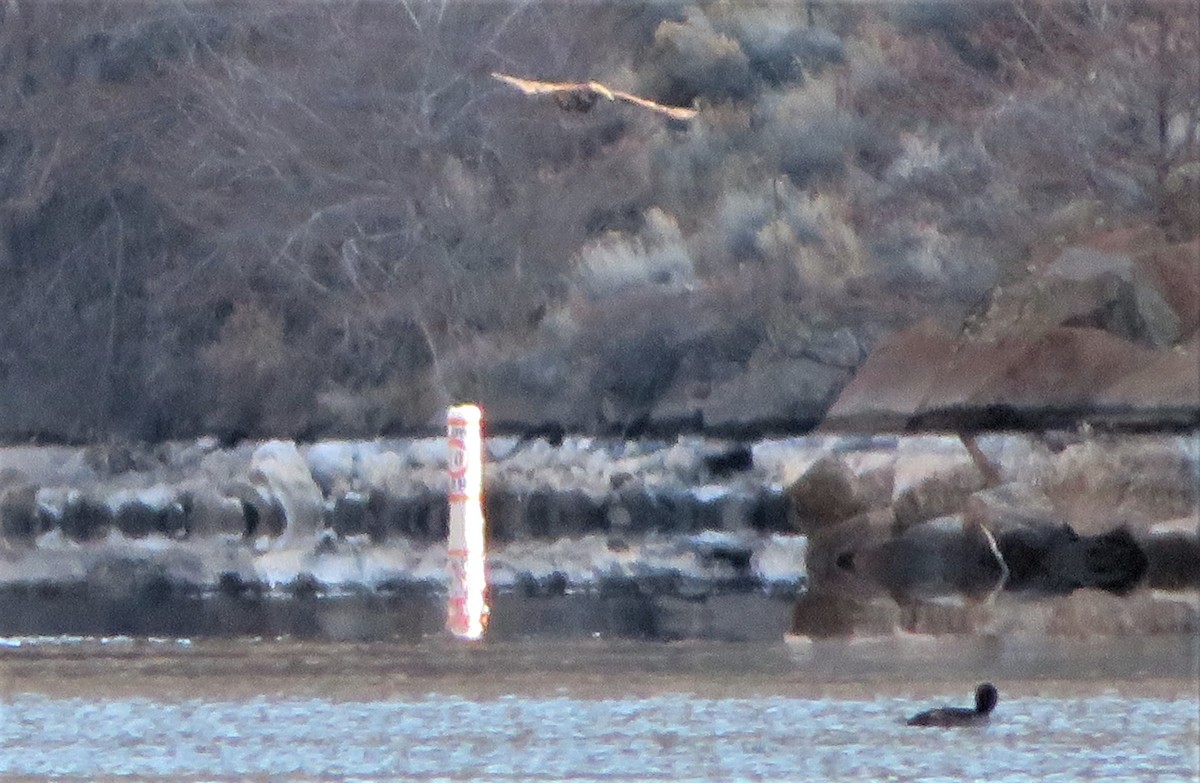 Bald Eagle - ML546540071