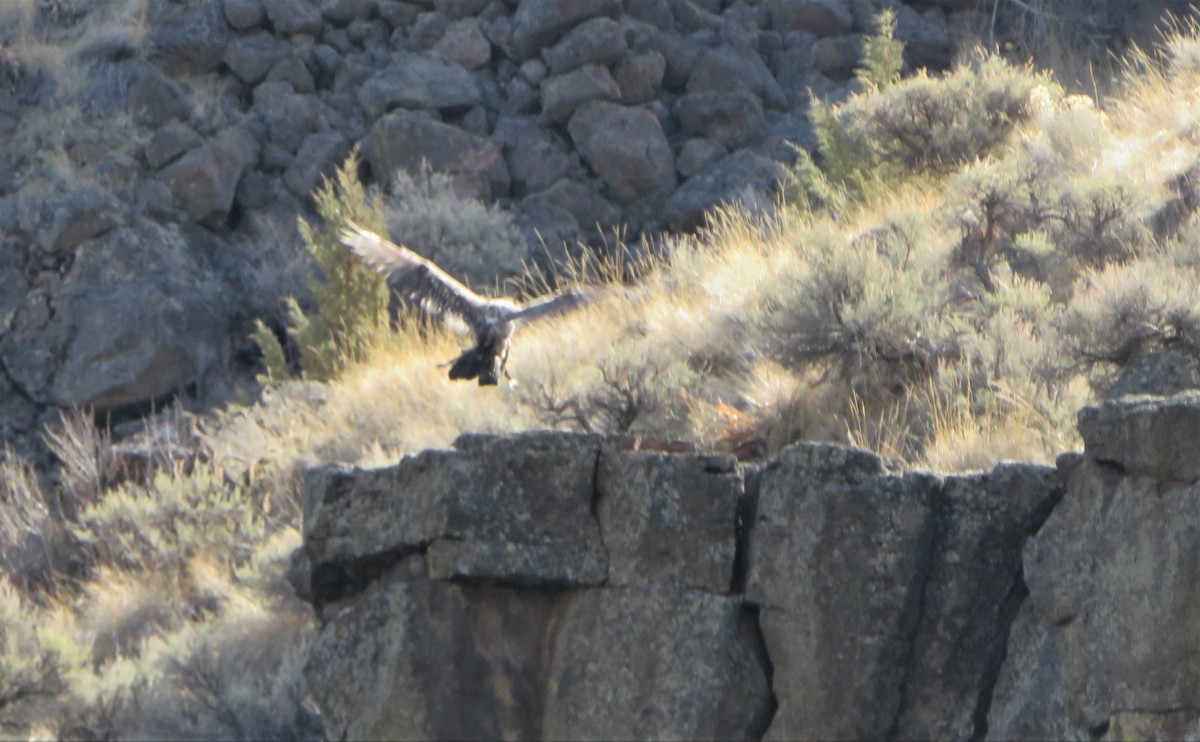 Bald Eagle - ML546540081