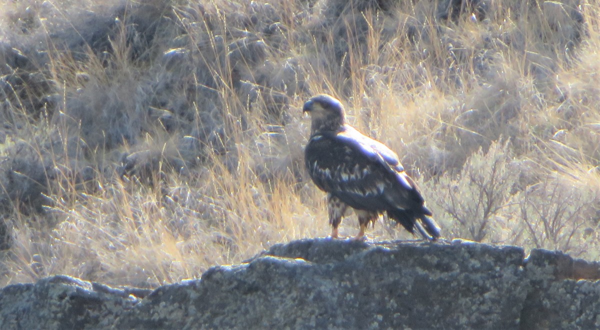 Bald Eagle - ML546540091