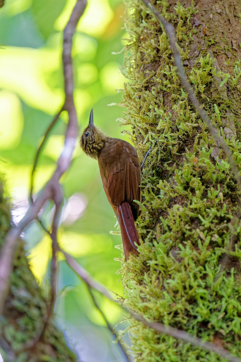 Piping Woodcreeper - ML546540671