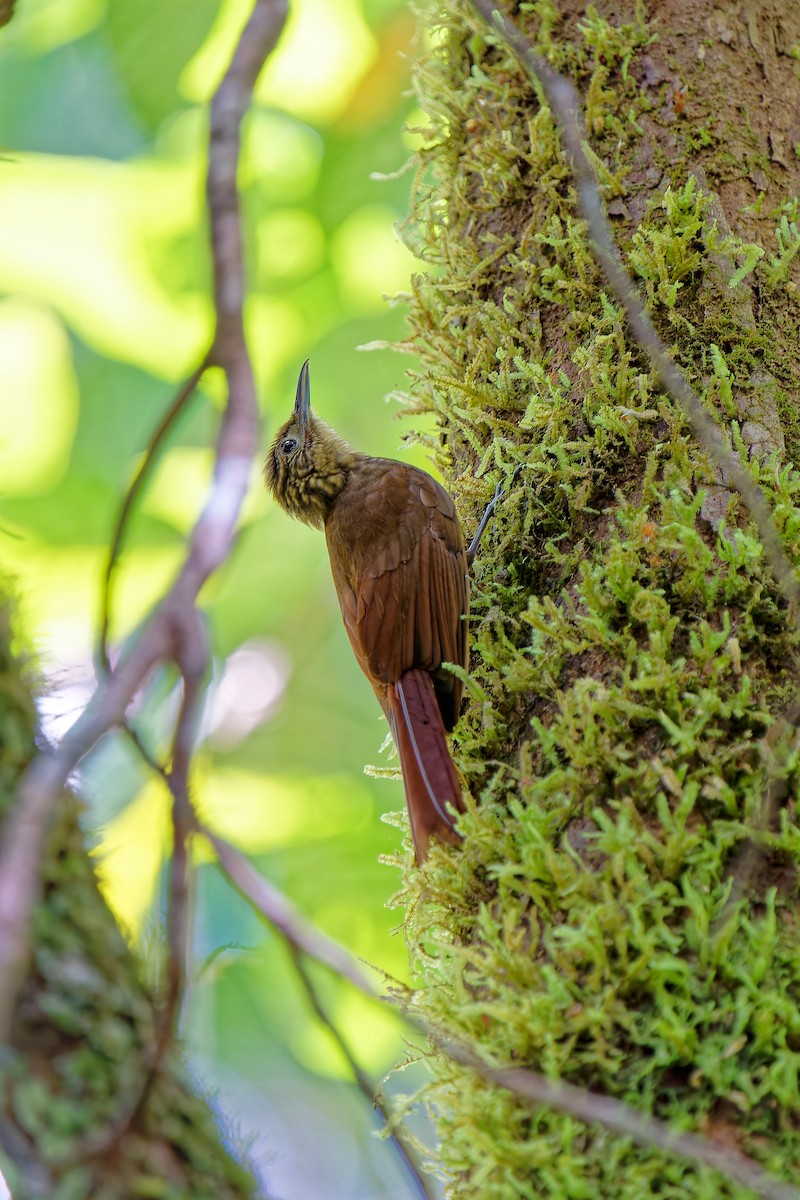 Long-tailed Woodcreeper - ML546540671