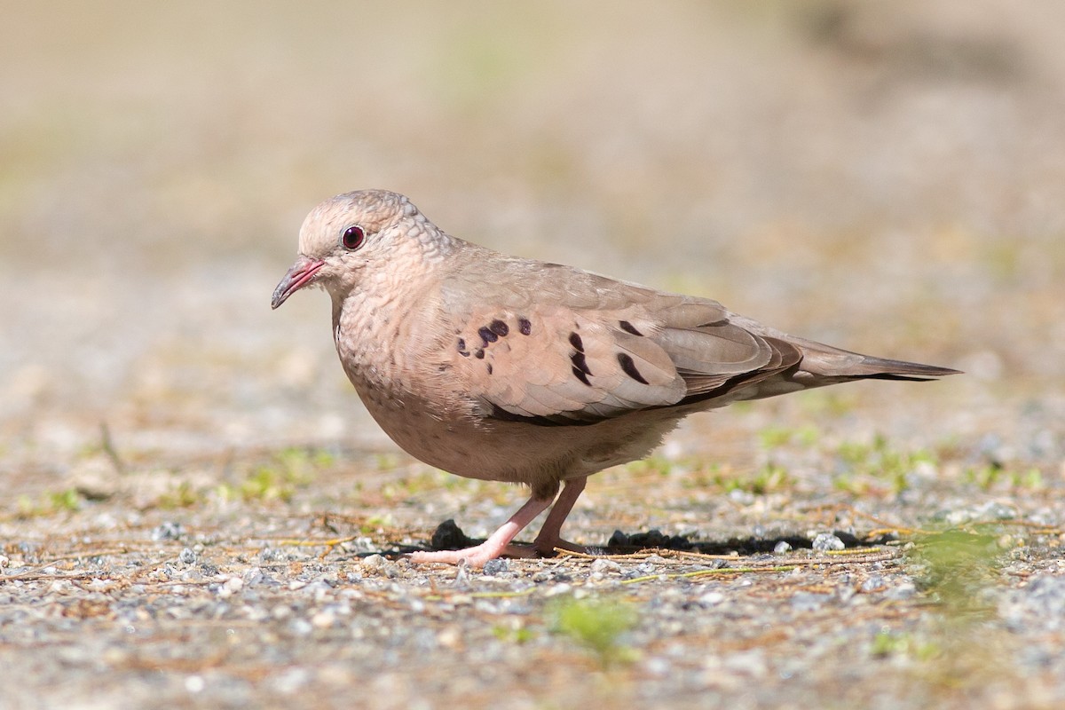 Common Ground Dove - Nathan French
