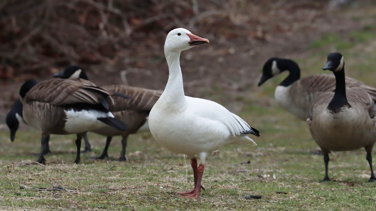 Snow Goose - Brenda Bull