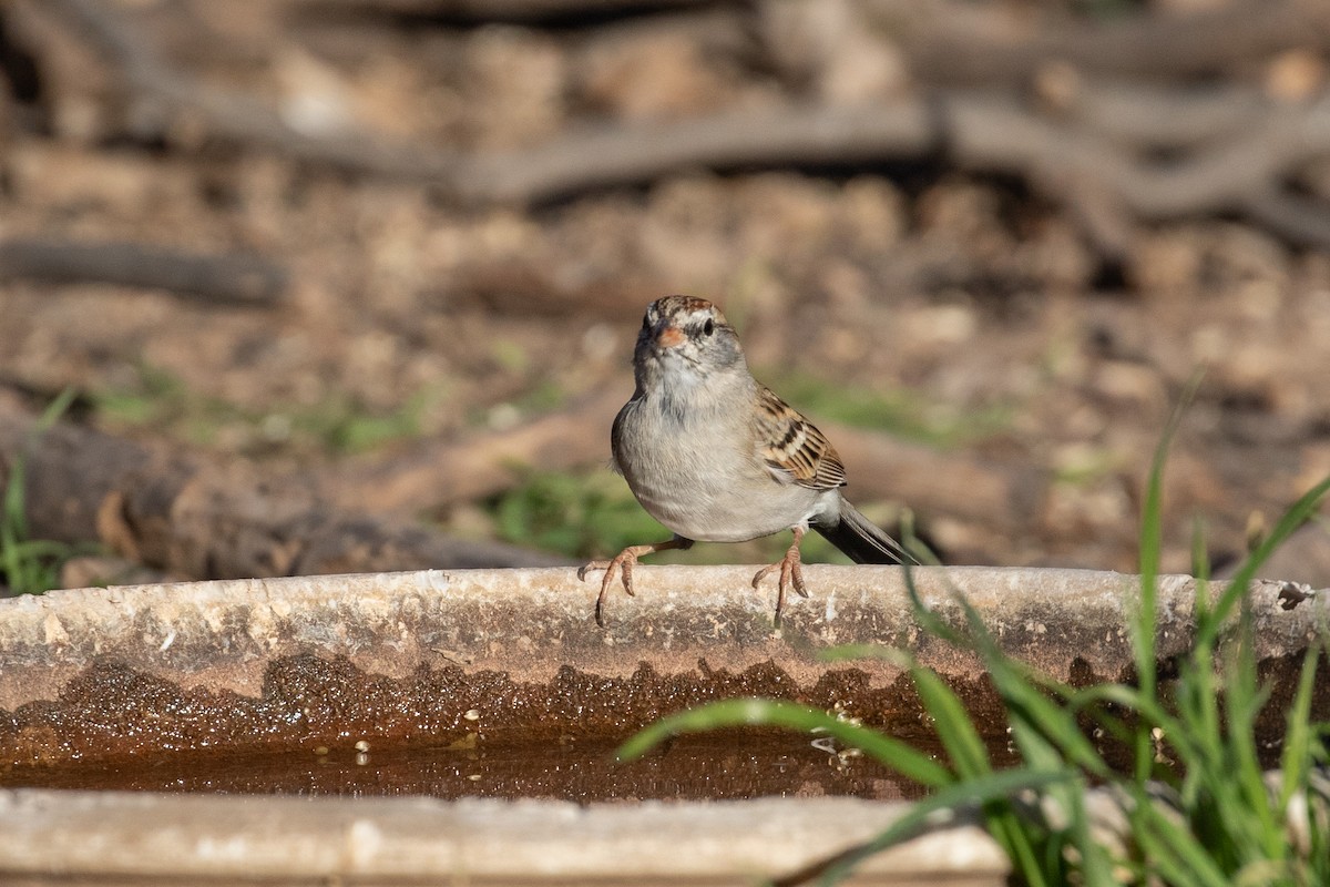 Chipping Sparrow - ML546543161