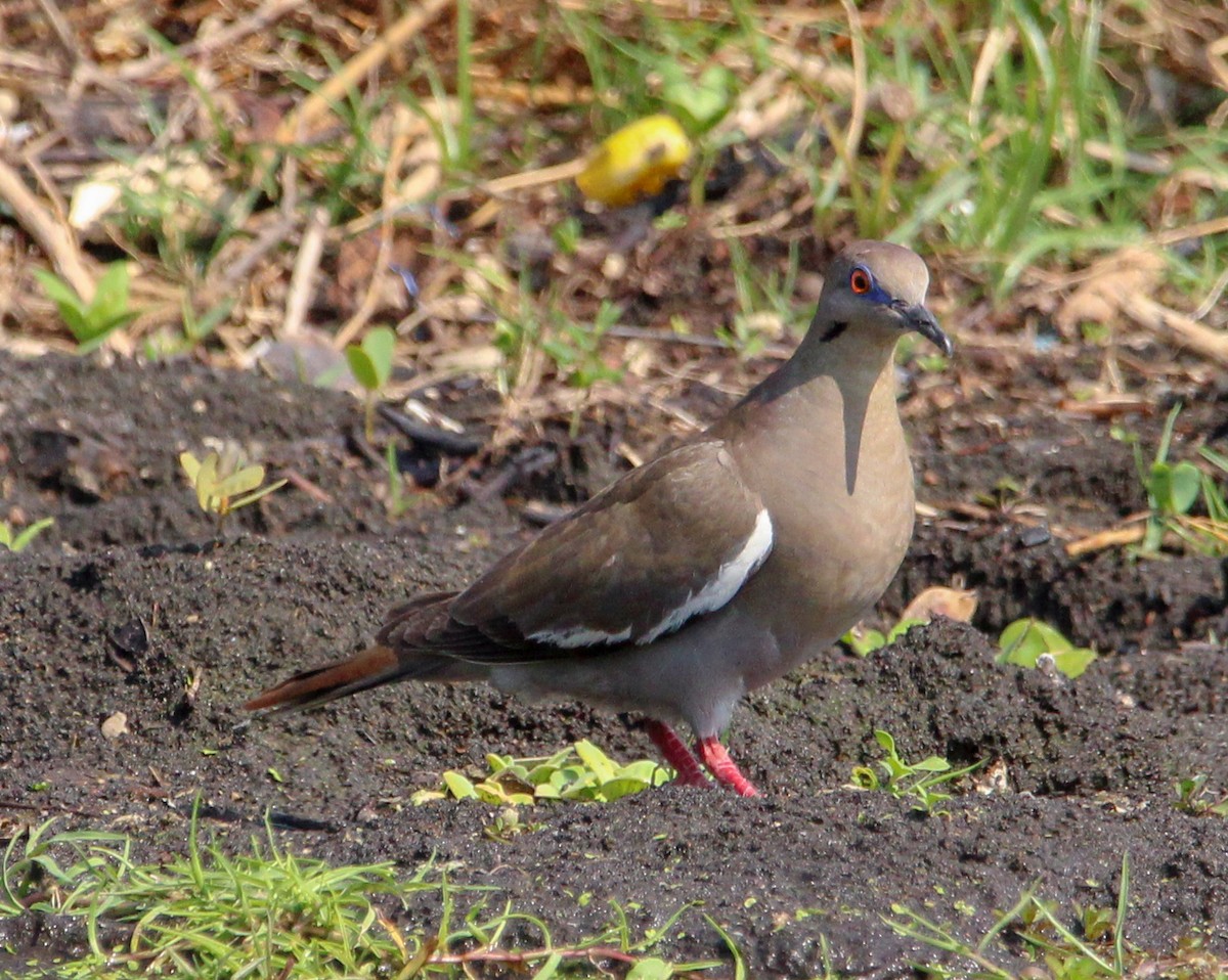 White-winged Dove - ML546543301