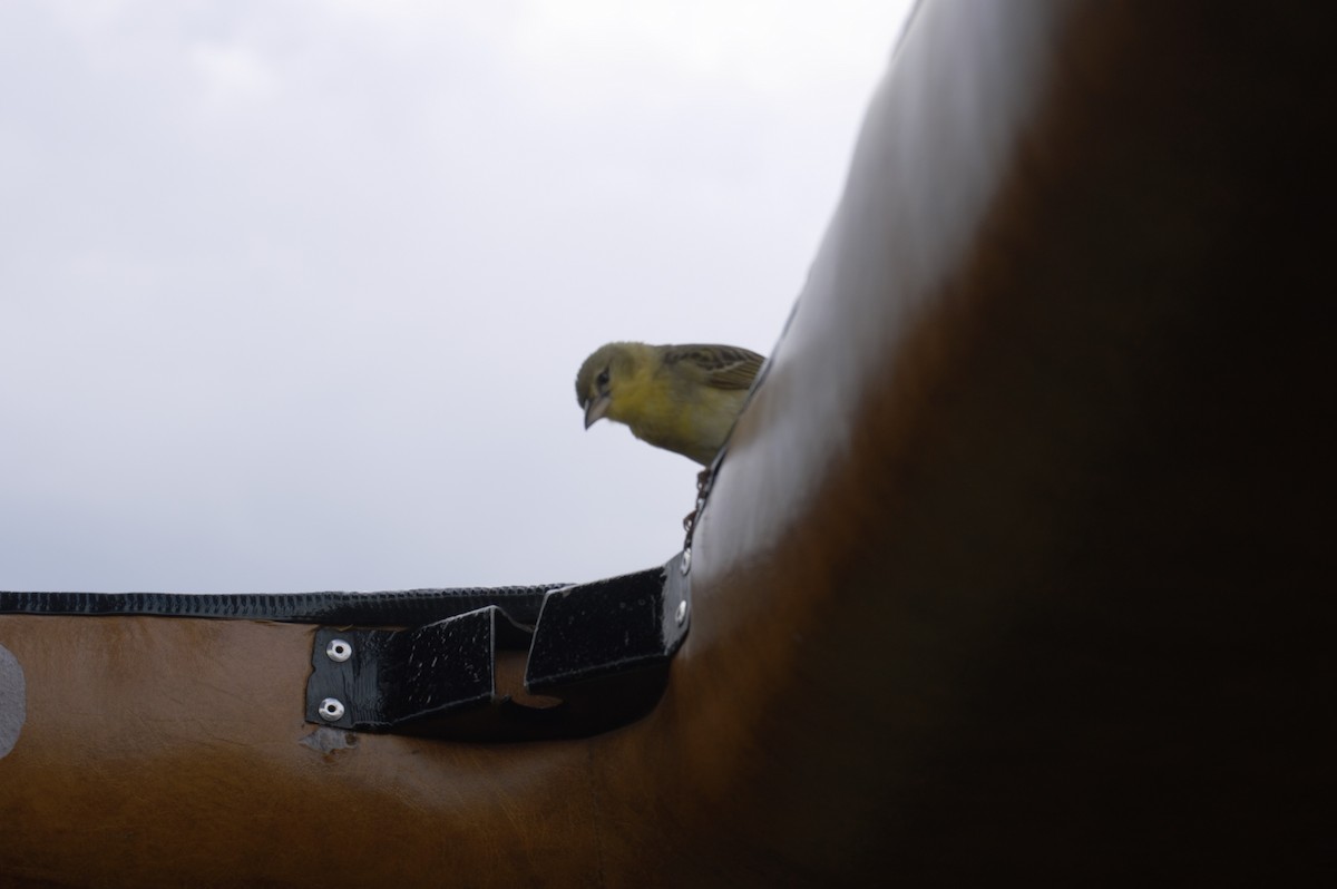 Little Weaver - ML546543331