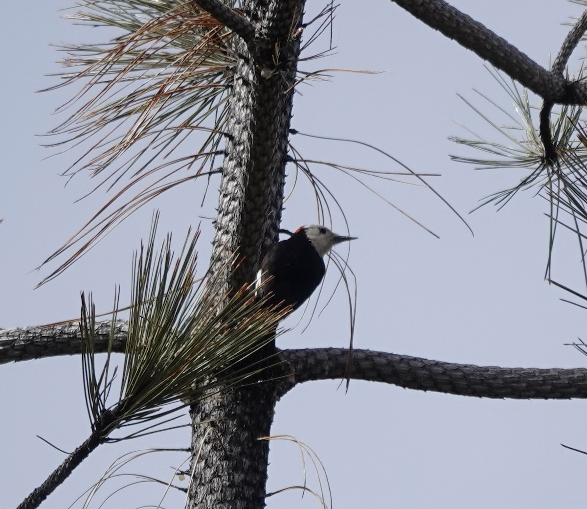 White-headed Woodpecker - ML546543501