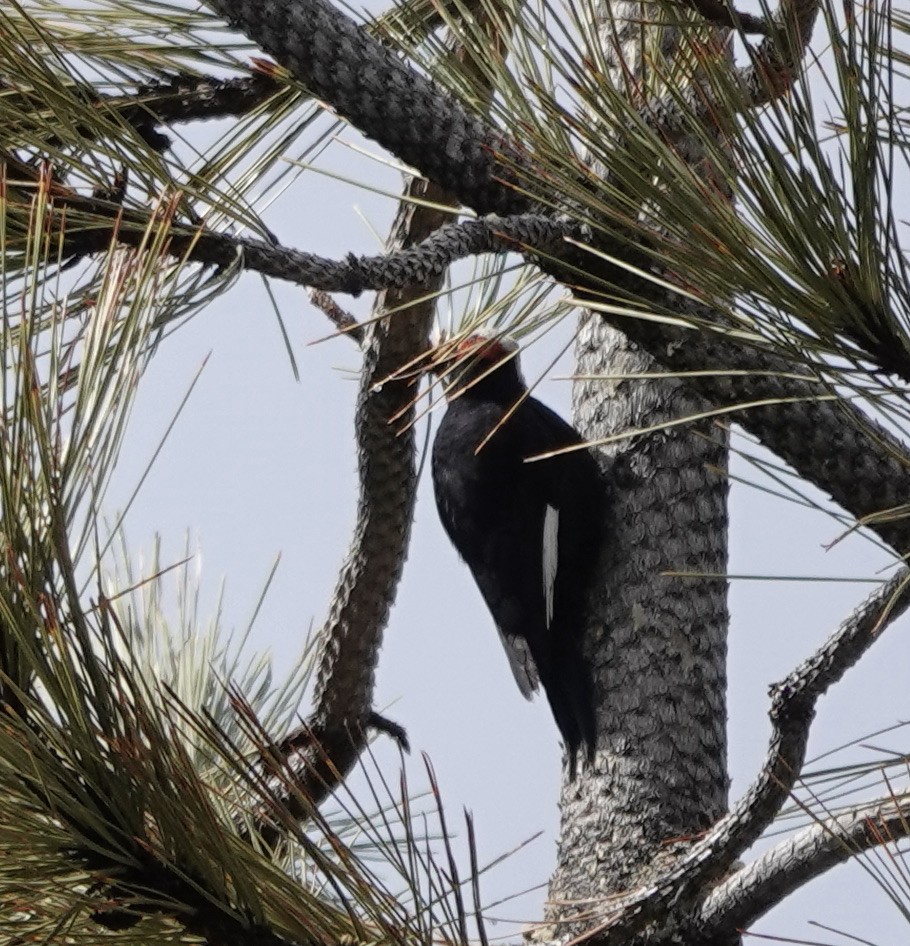 White-headed Woodpecker - ML546543511