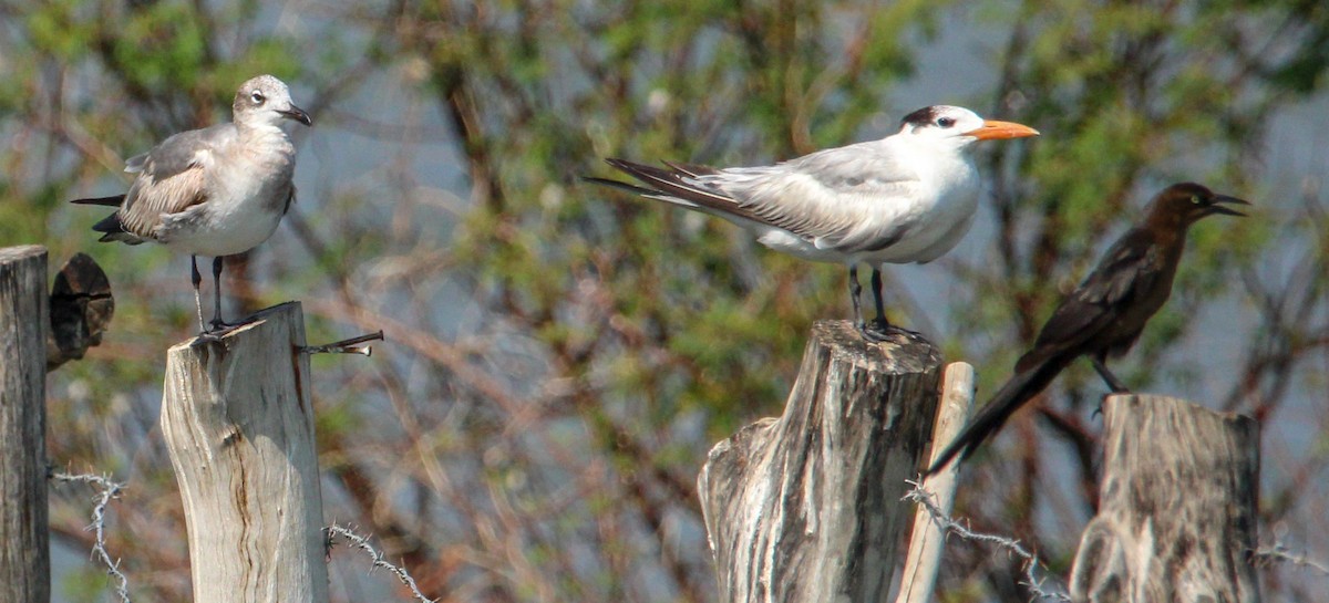 Royal Tern - ML546543601