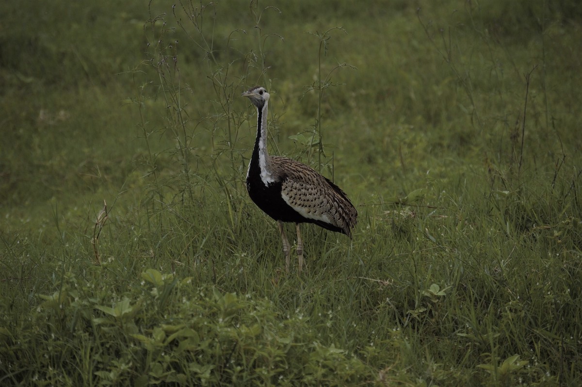 Black-bellied Bustard - ML546544861