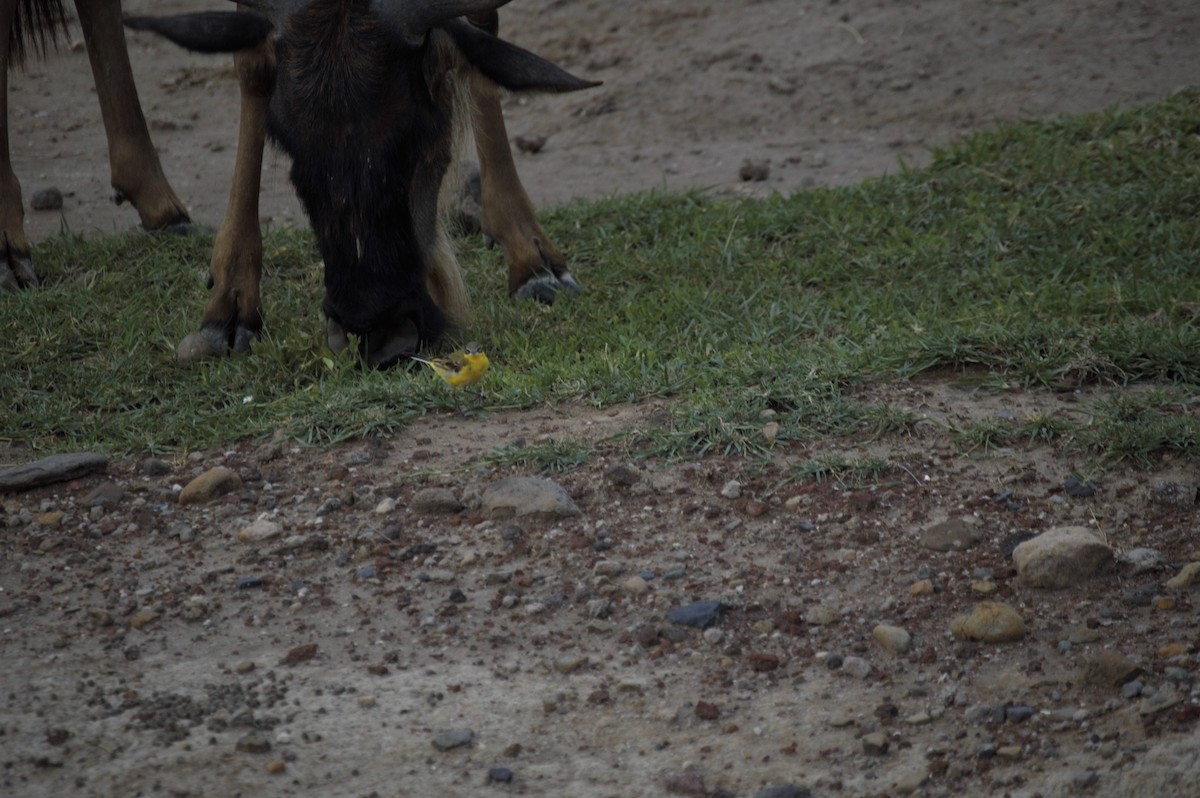 Western Yellow Wagtail - Connor O'Hea