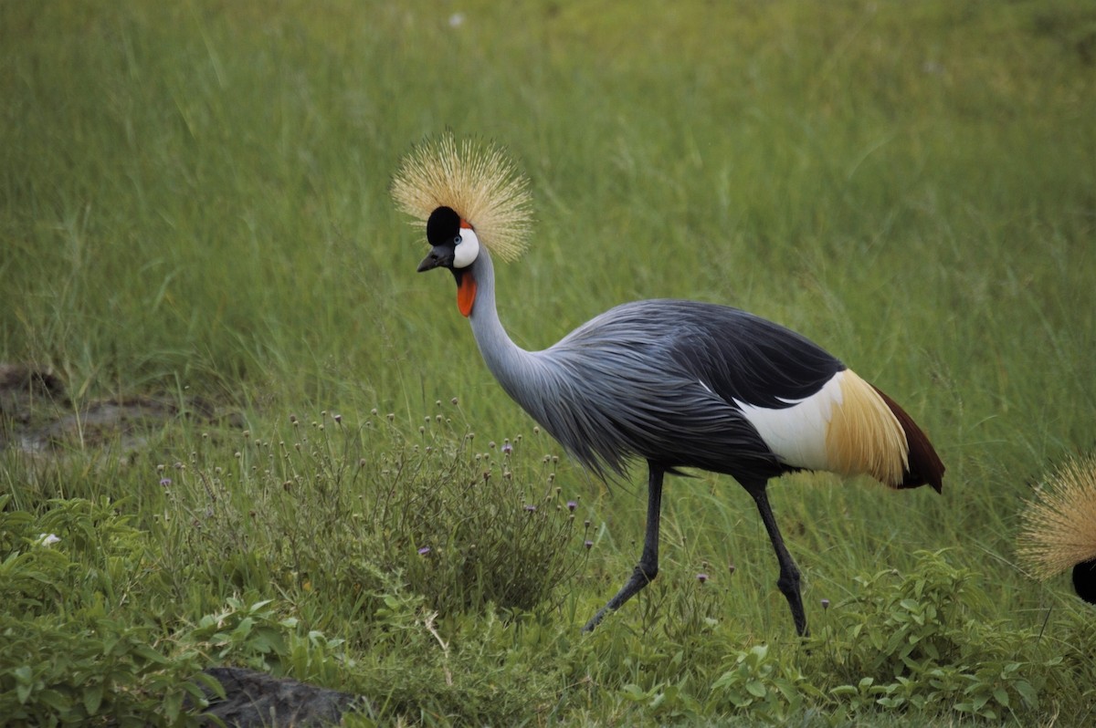 Gray Crowned-Crane - ML546545661