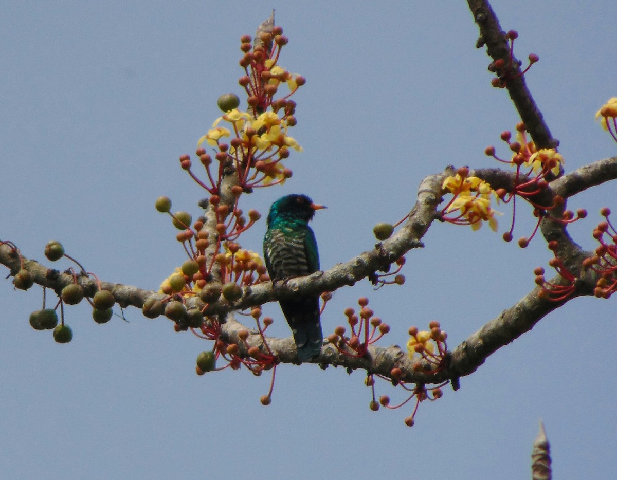 Asian Emerald Cuckoo - ML54654741