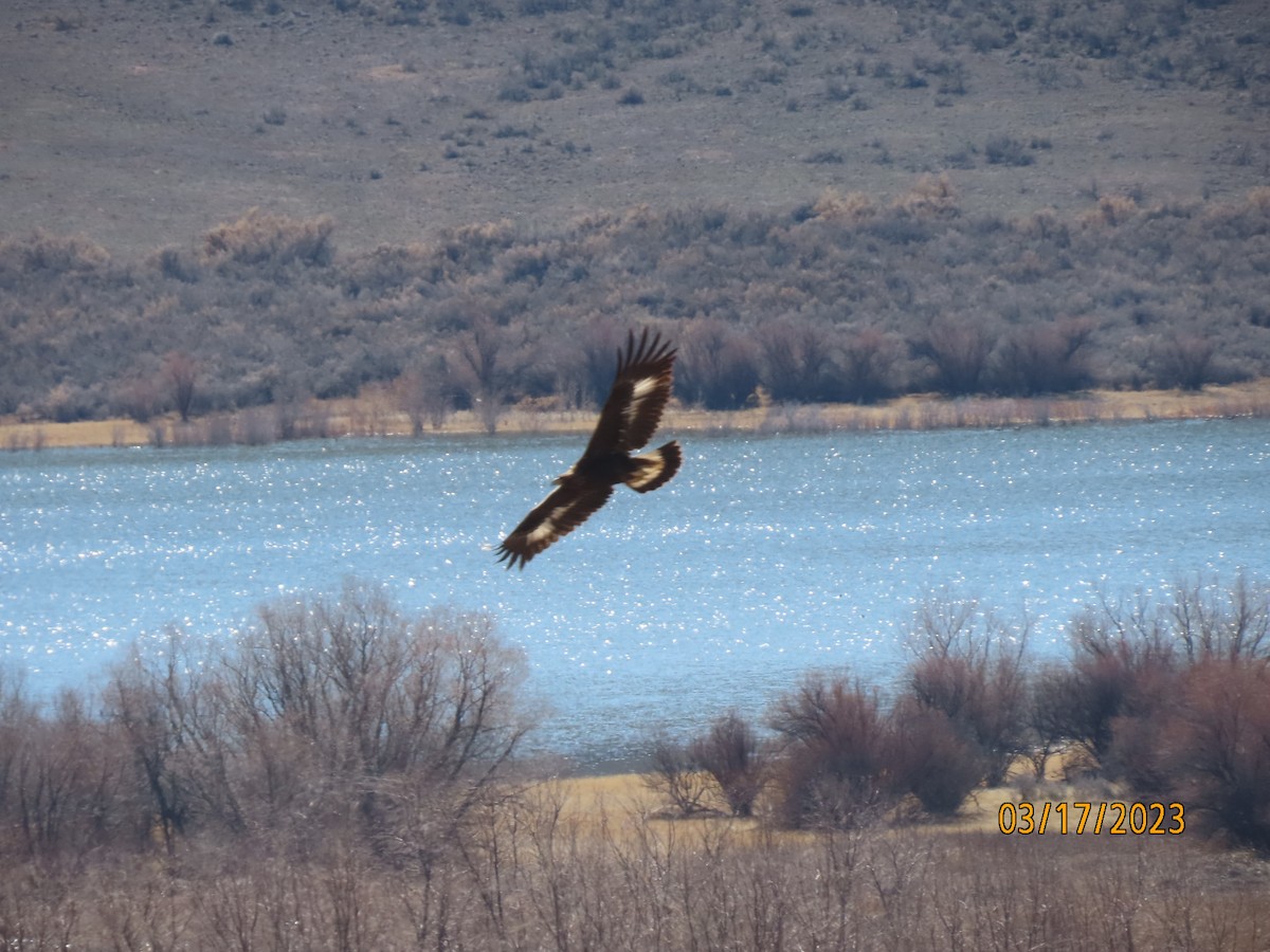 Golden Eagle - ML546548371