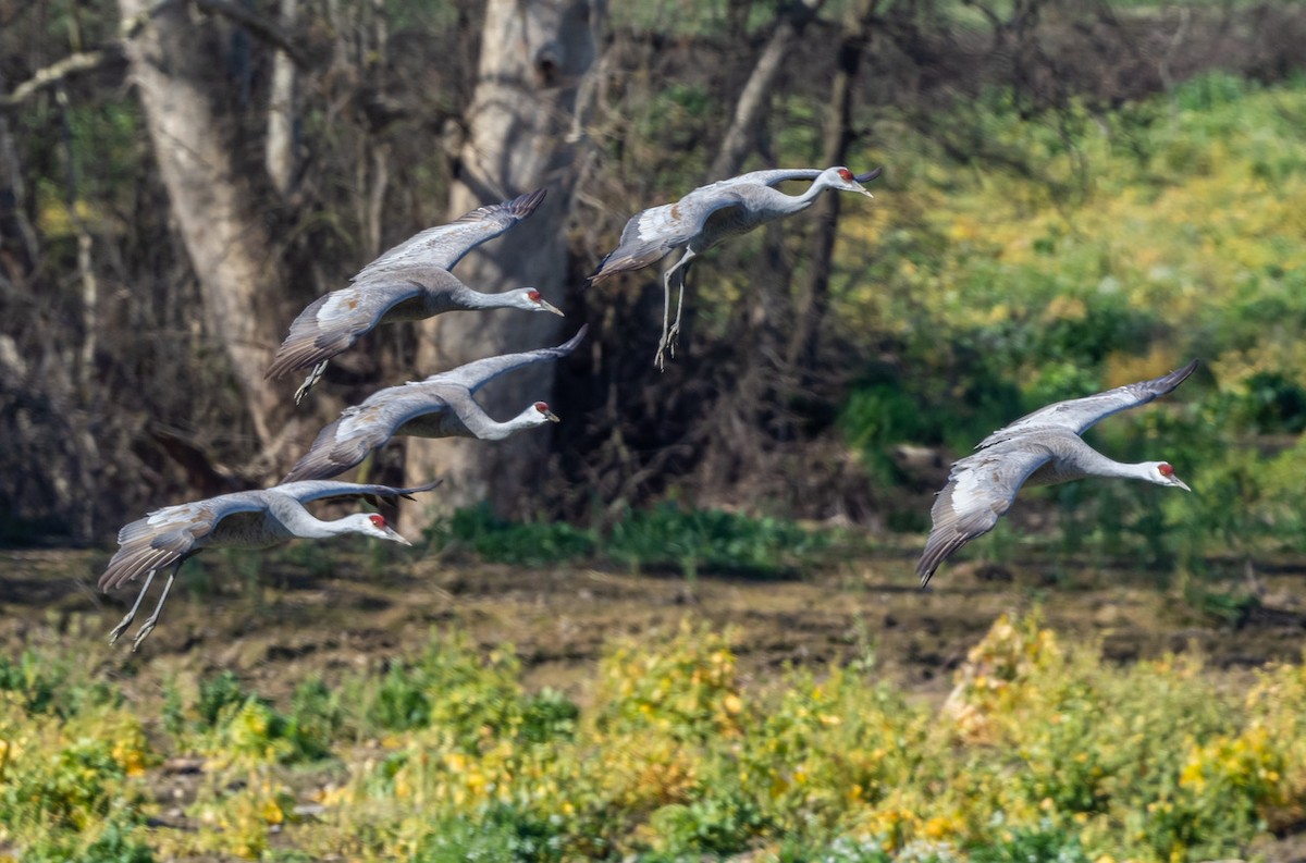 Sandhill Crane - ML546548381