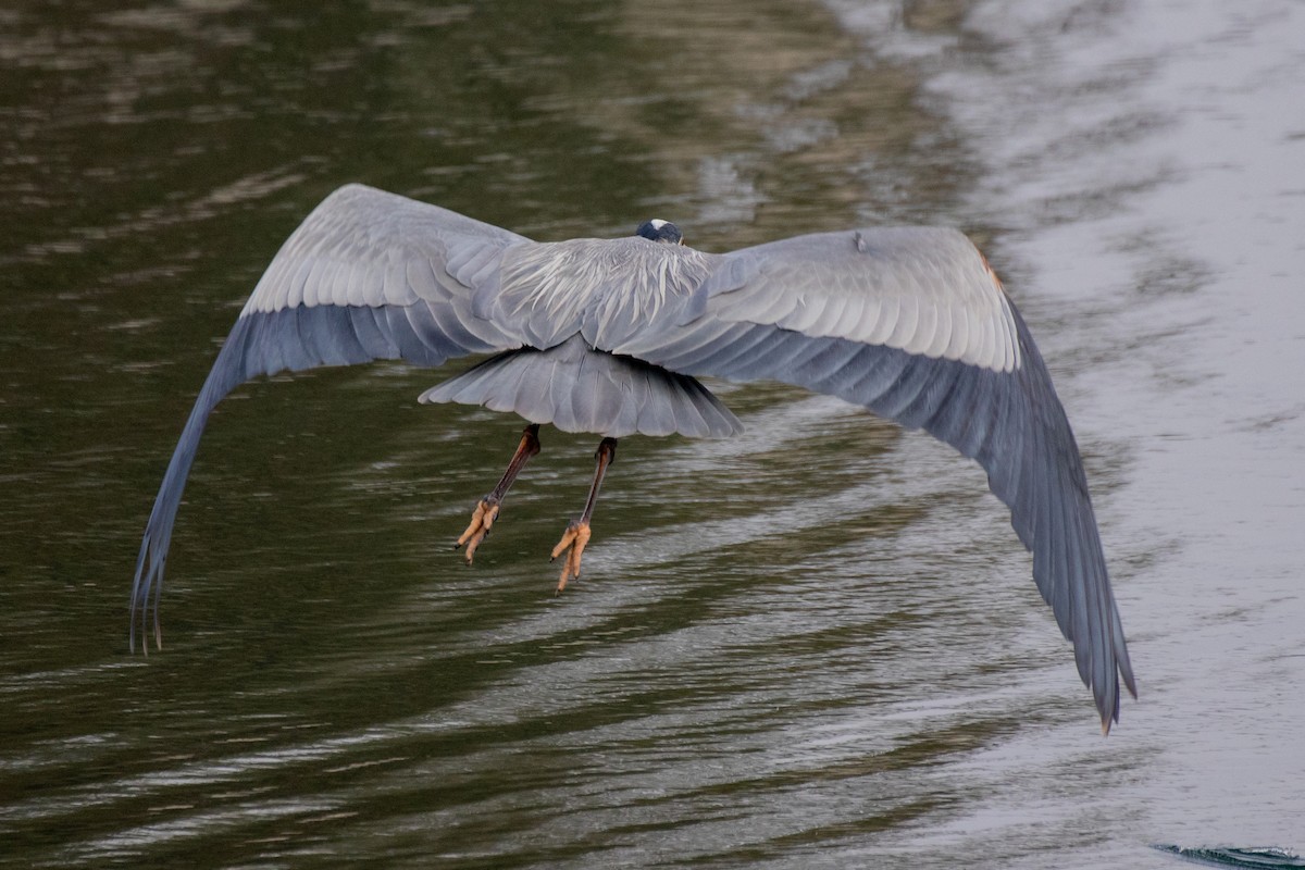 Yellow-crowned Night Heron - ML546548541