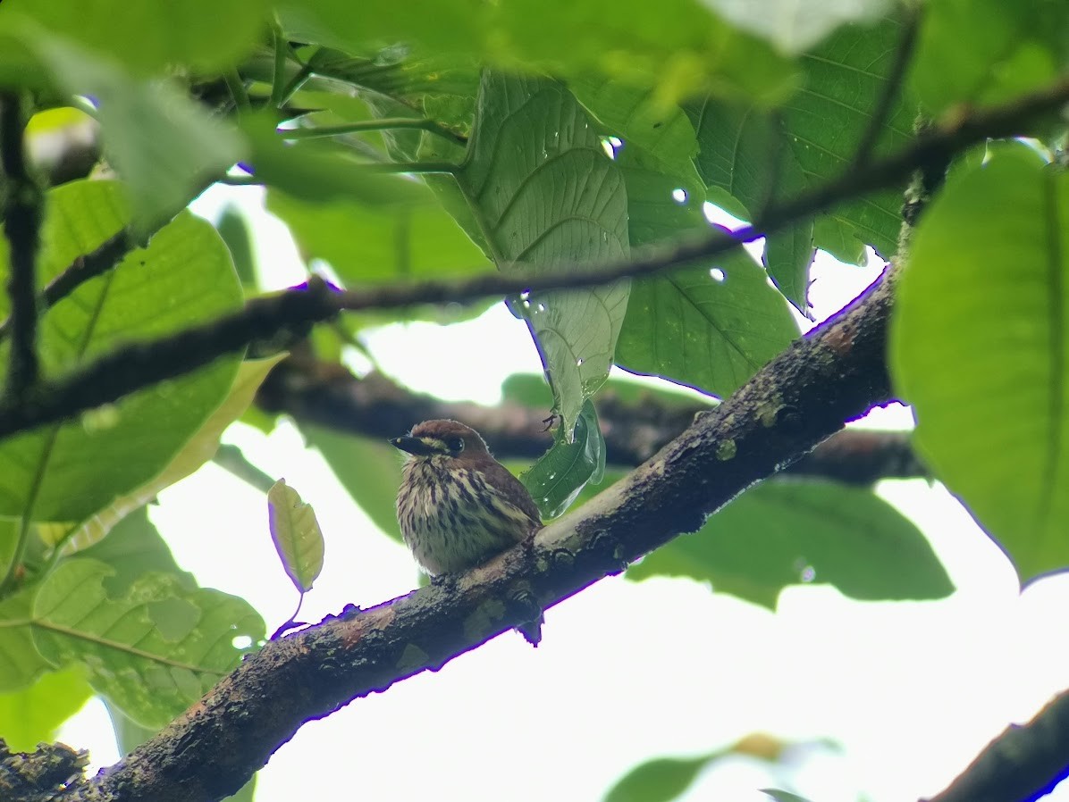 Lanceolated Monklet - ML546549651