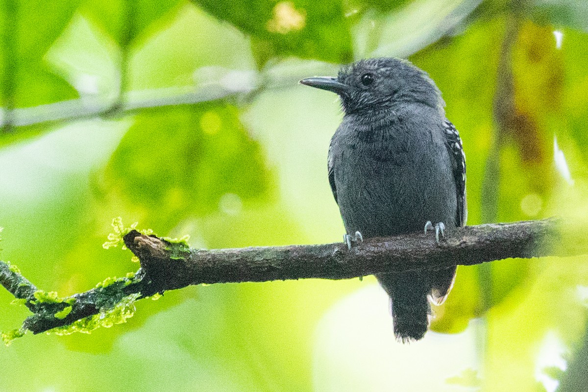 Salvadori's Antwren - Sue Wright