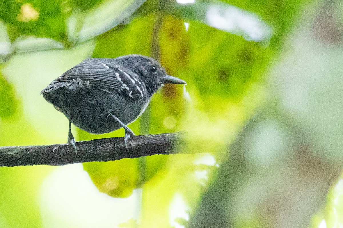Salvadori's Antwren - ML546550371