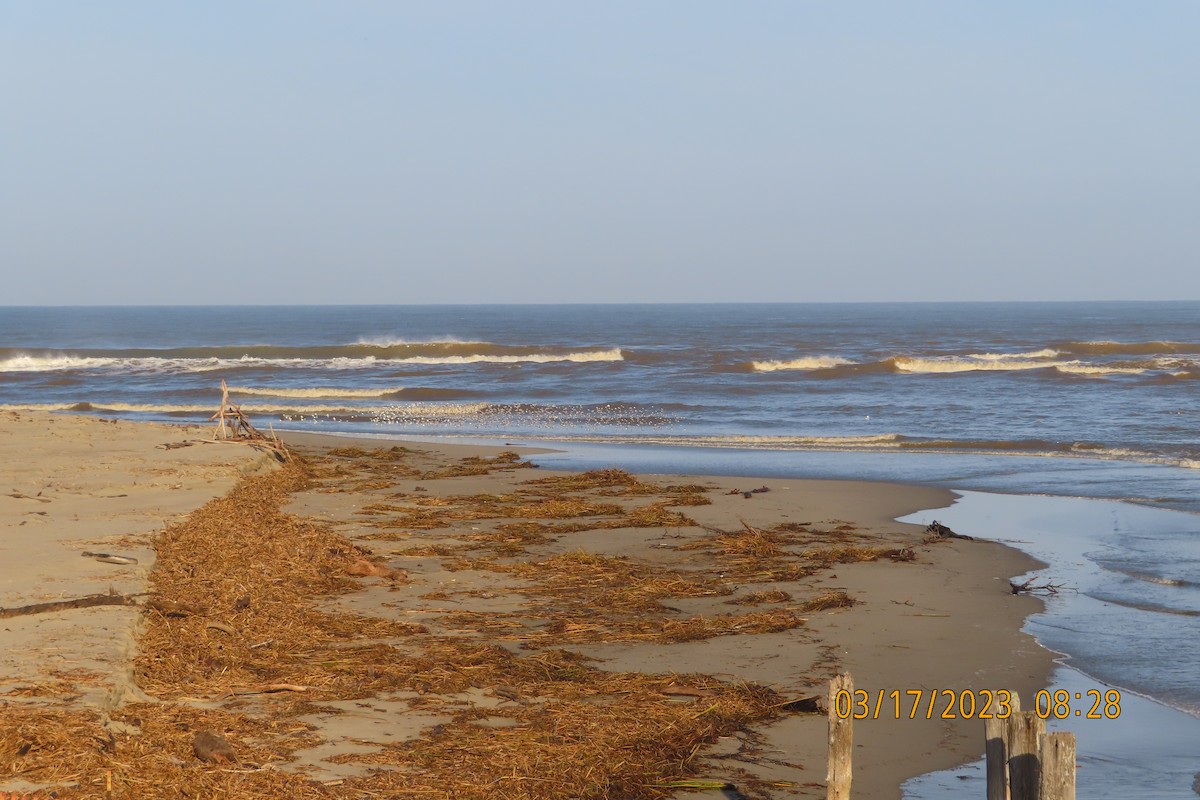 Гурвалж элсэг - ML546550681