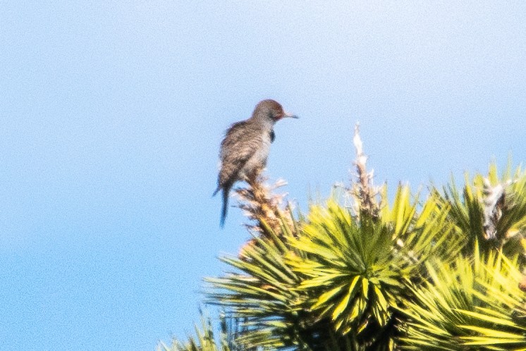 Gilded Flicker - ML546550921