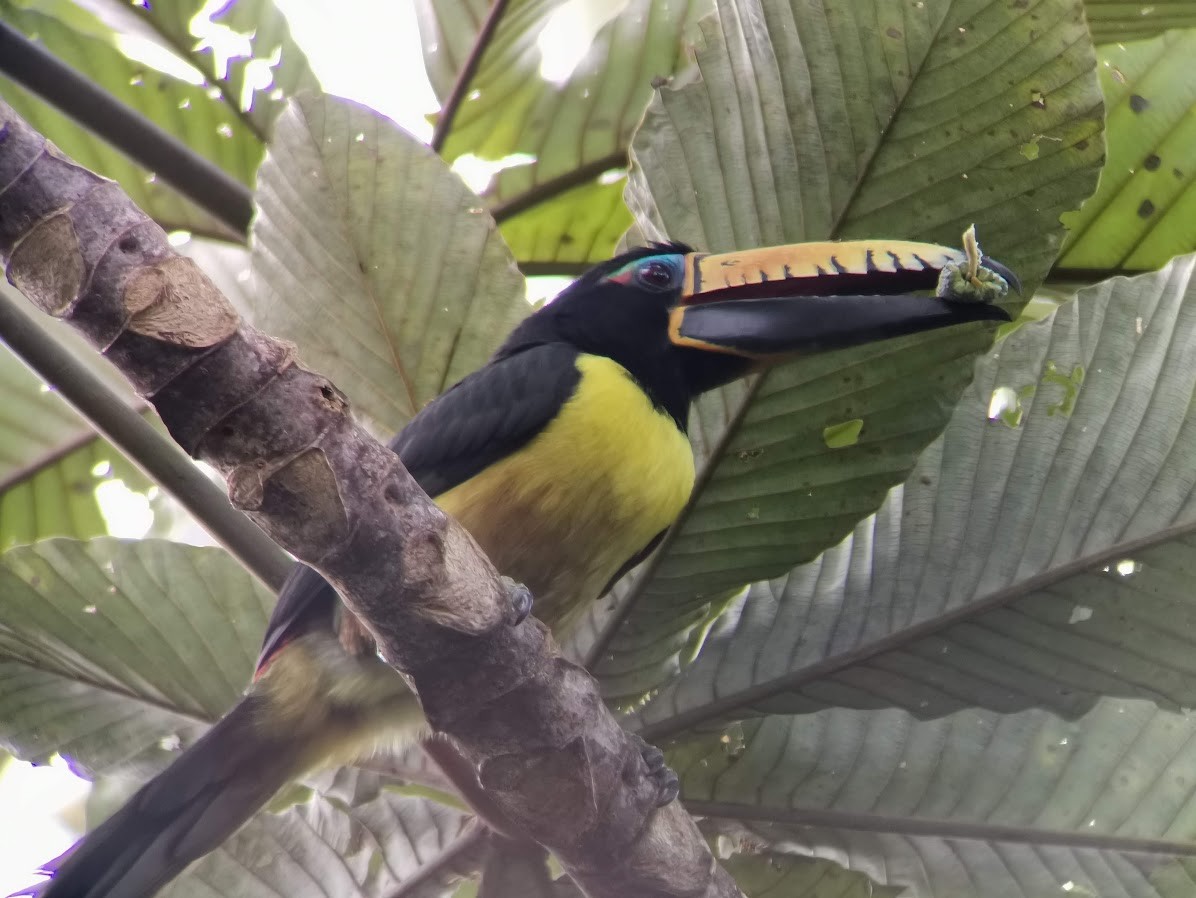 Lettered Aracari - ML546552251