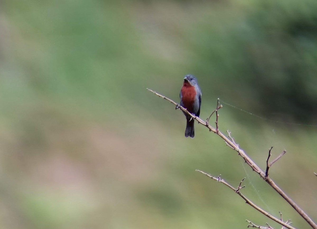 Chestnut-bellied Seedeater - ML546552311