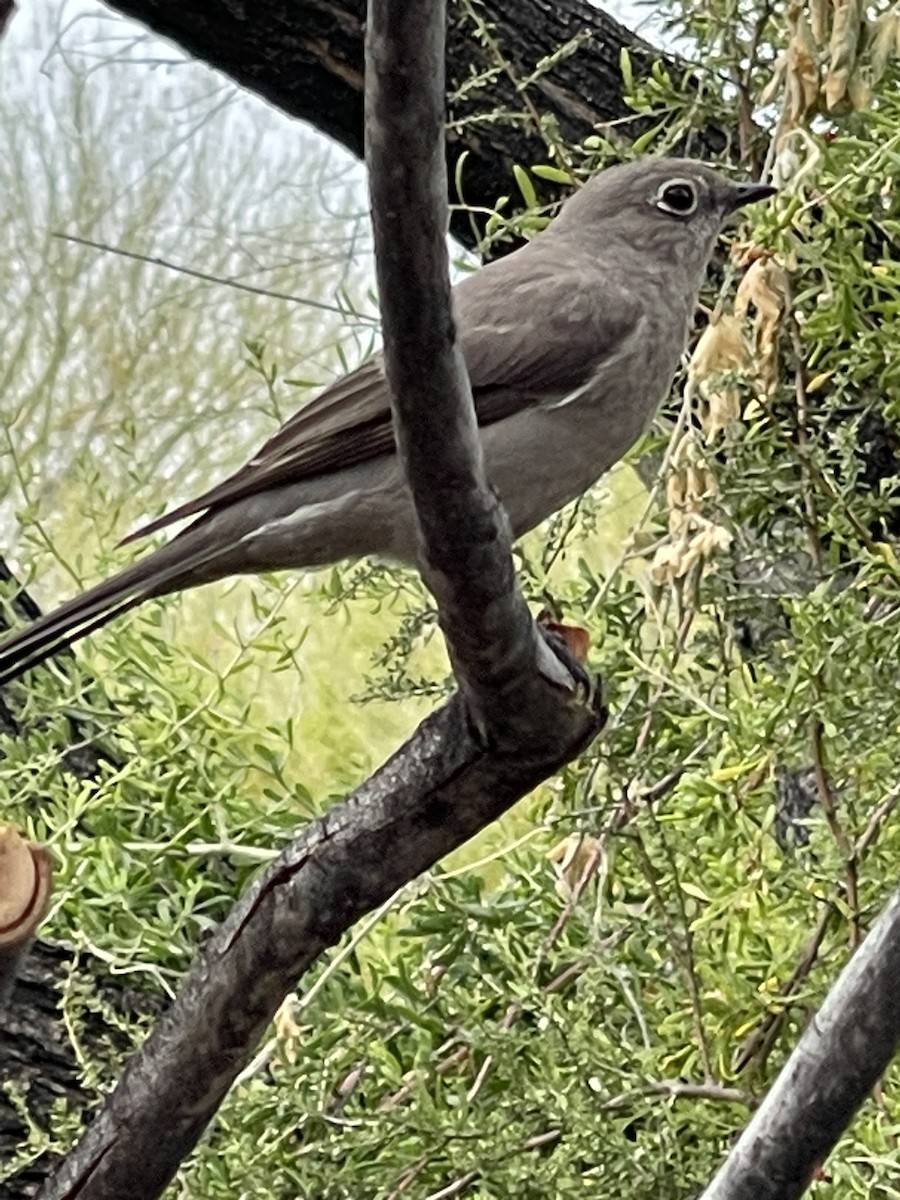 Townsend's Solitaire - ML546552941