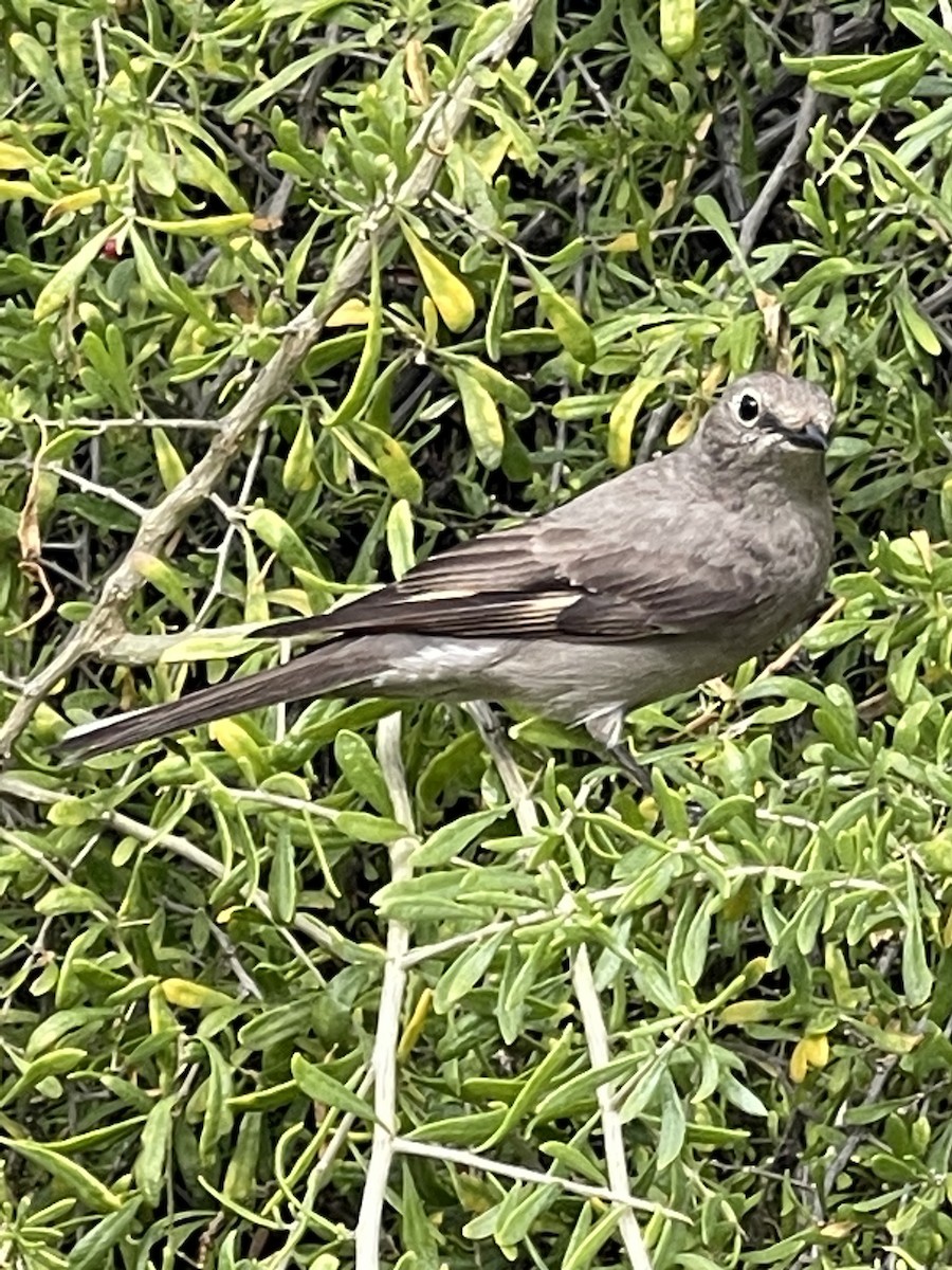 Townsend's Solitaire - ML546553001