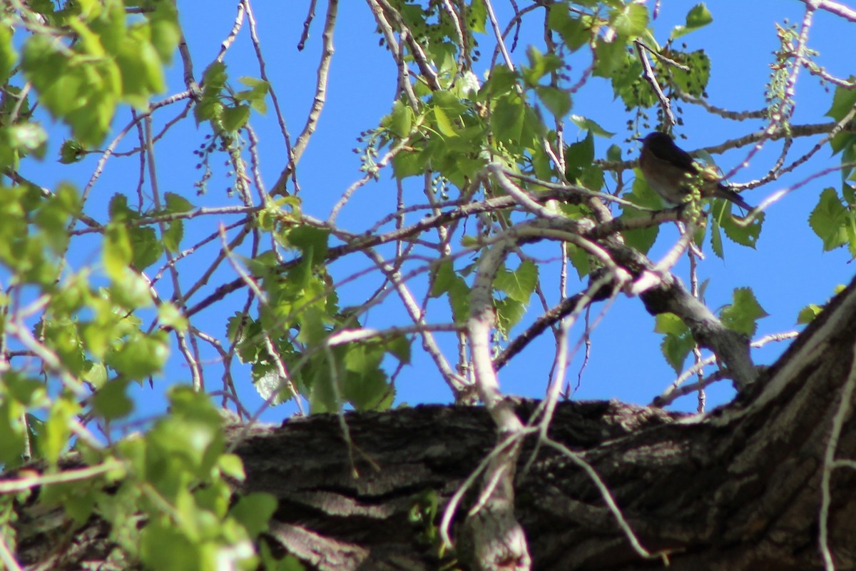 Eastern Bluebird - ML54655301