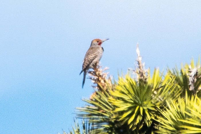 Gilded Flicker - ML546553181