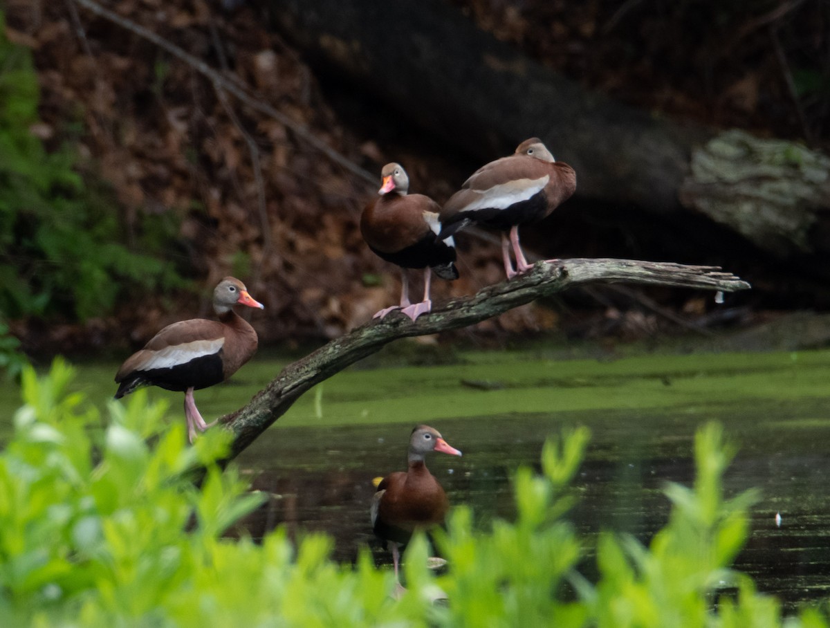 Black-bellied Whistling-Duck - ML546553251