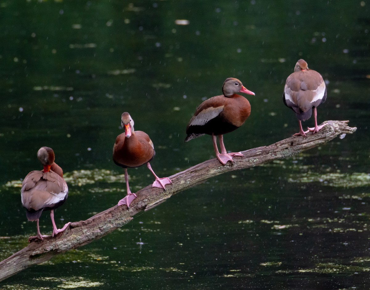 アカハシリュウキュウガモ - ML546553261