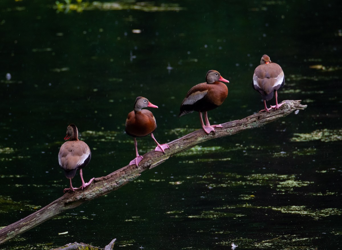 Black-bellied Whistling-Duck - ML546553301