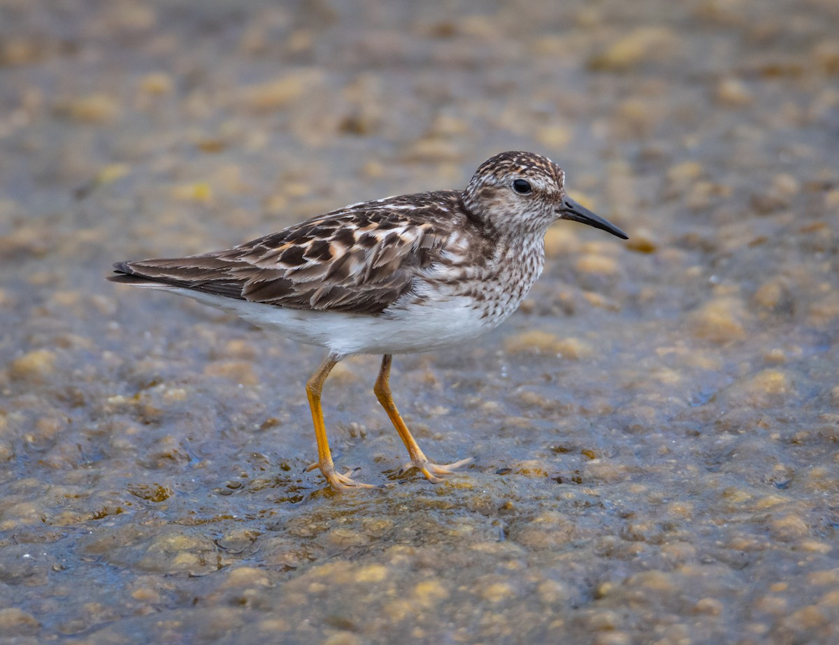 Least Sandpiper - ML546553711