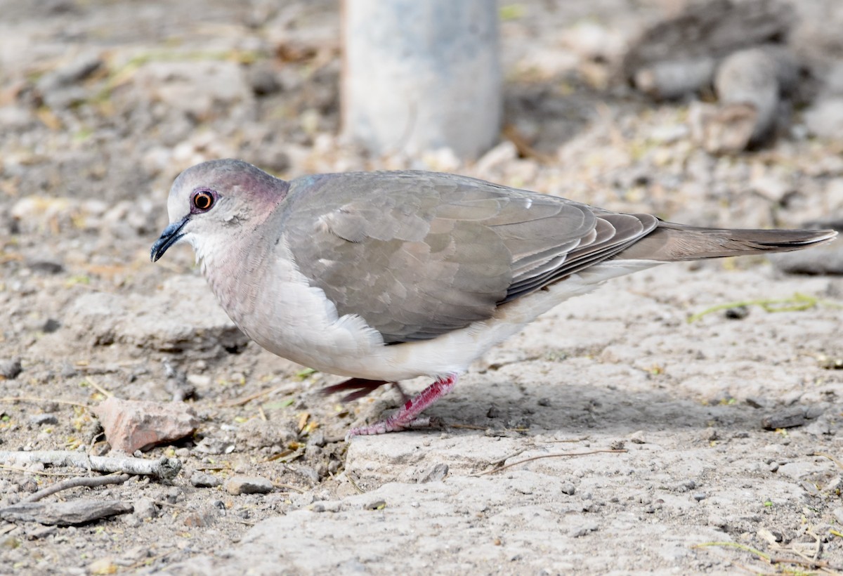 White-tipped Dove - Matt DuRoss