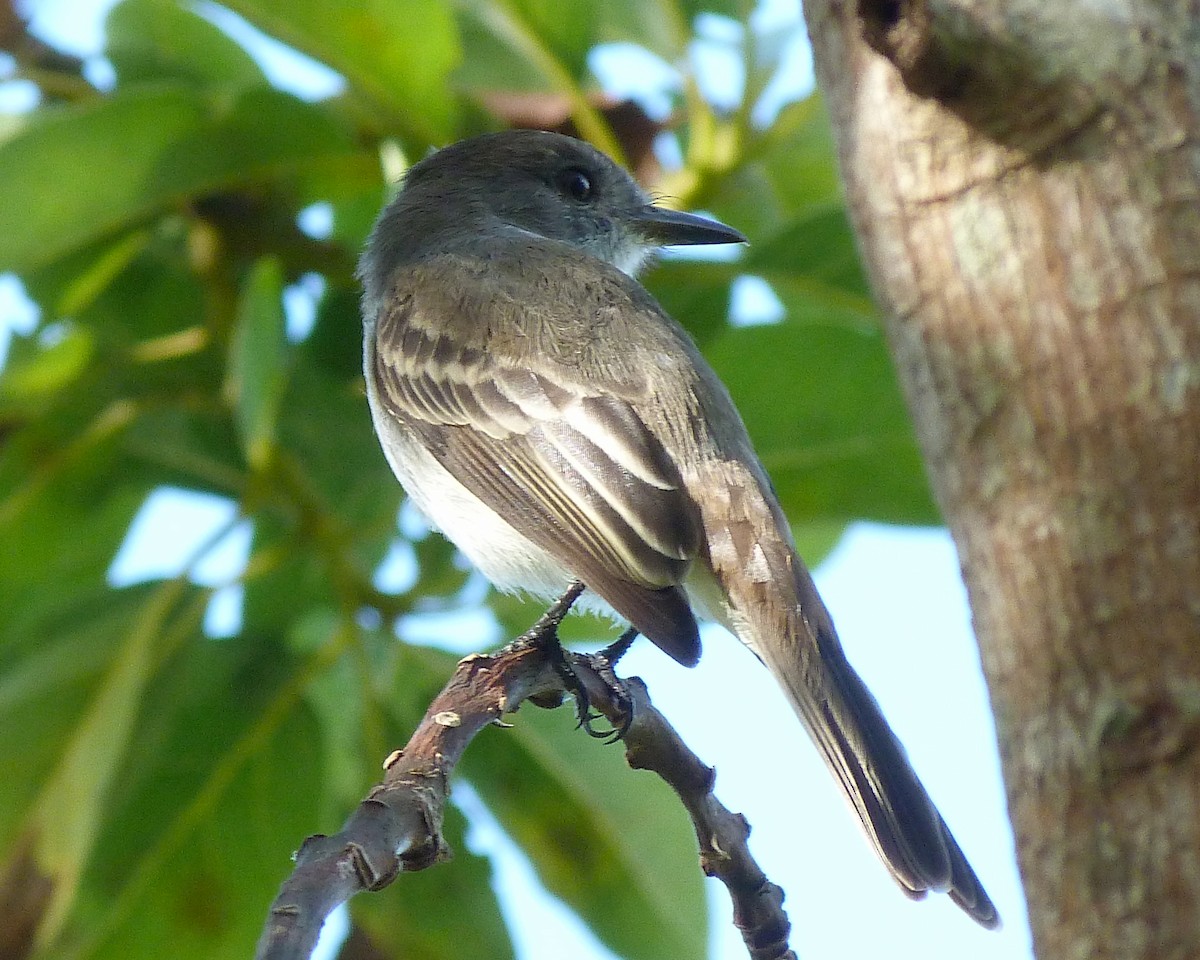 La Sagra's Flycatcher - ML546554121